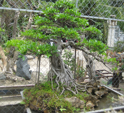 cay-bonsai-trong-trong-nha-2