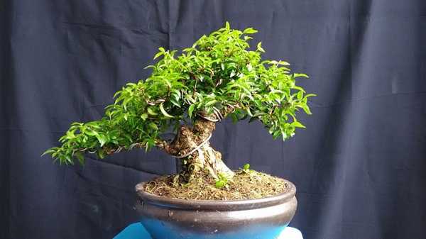 cay-bonsai-trong-trong-nha-5