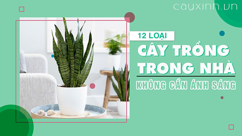 cay-can-it-anh-nang-thich-hop-trong-trong-nha-1