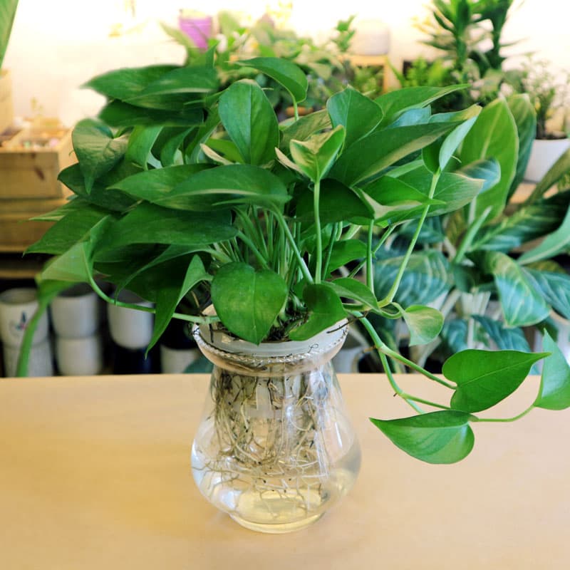 cay-canh-mini-de-trong-10