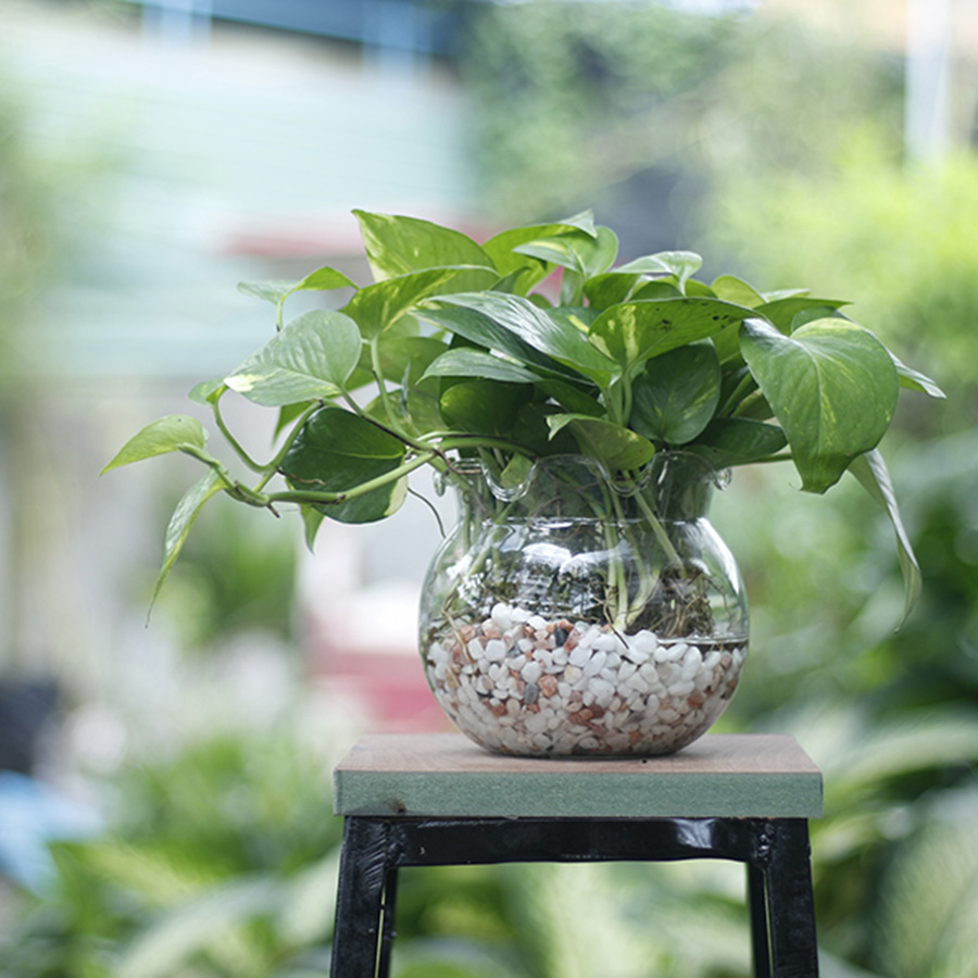 cay-canh-mini-de-trong-2