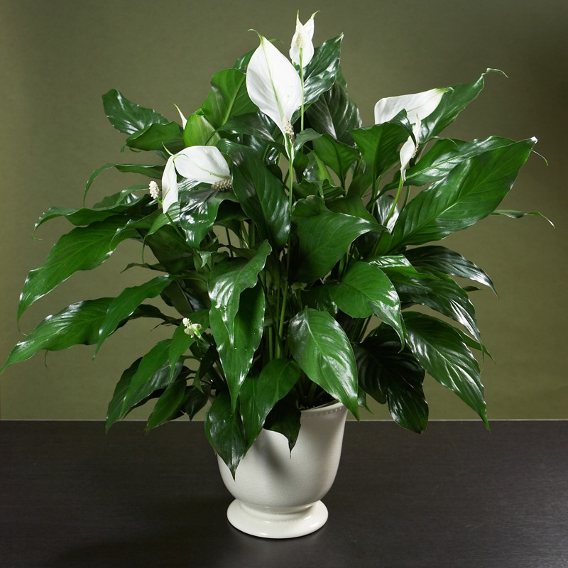 cay-canh-mini-de-trong-6
