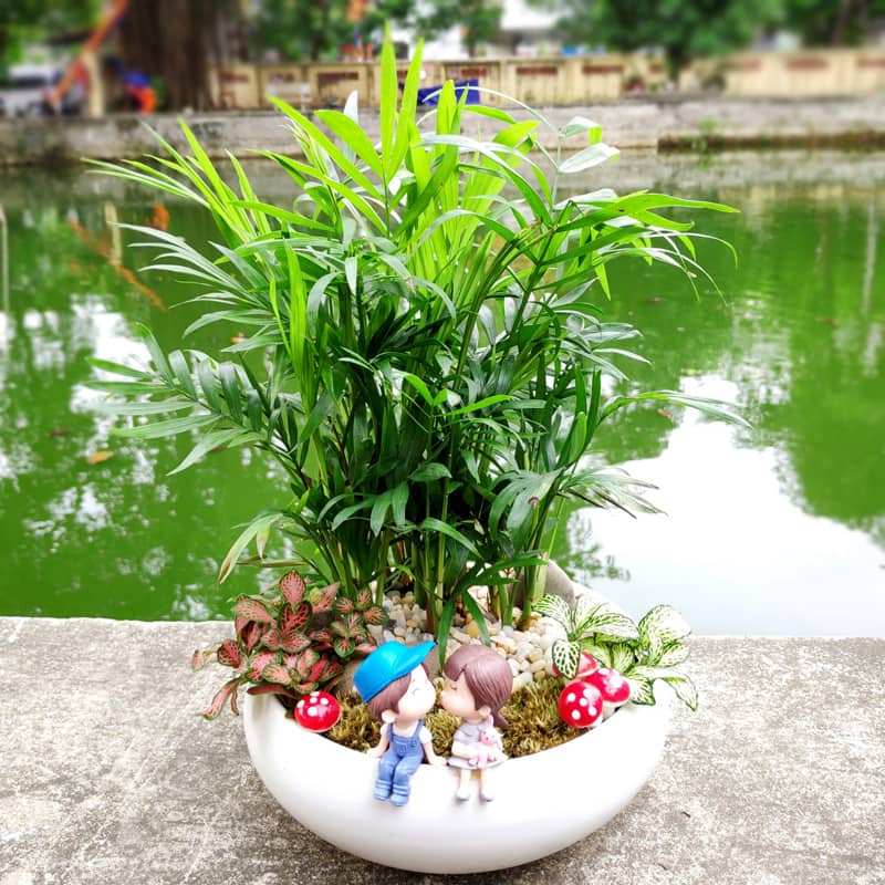 cay-canh-mini-de-trong-7