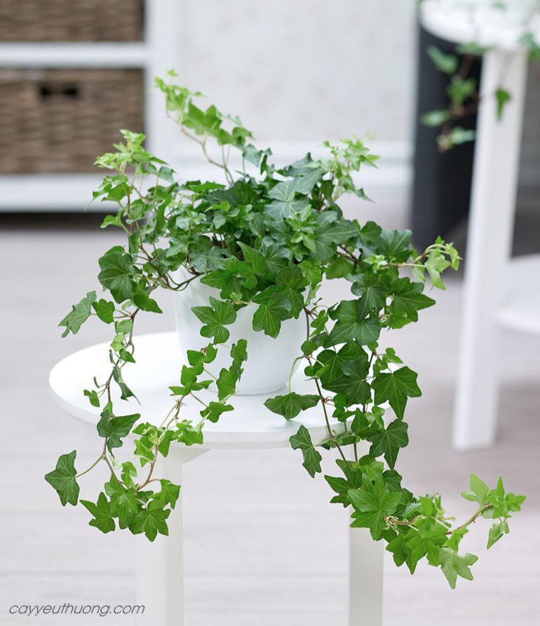 cay-canh-mini-de-trong-8