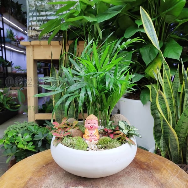 cay-canh-van-phong-de-cham-soc-7