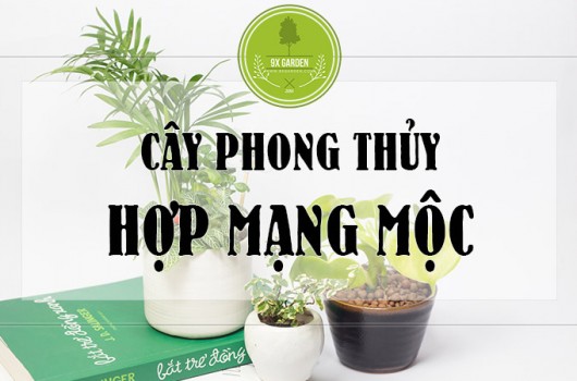 cay-hop-menh-moc-0