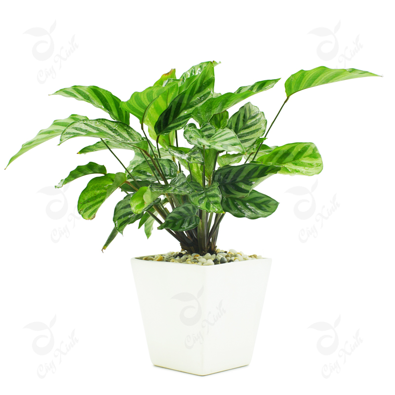cay-hop-menh-moc-10