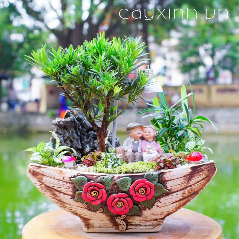 cay-hop-menh-thuy-10