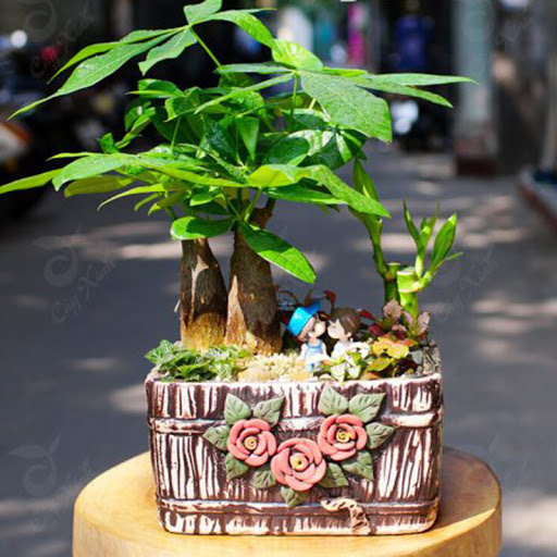 cay-kim-ngan-6