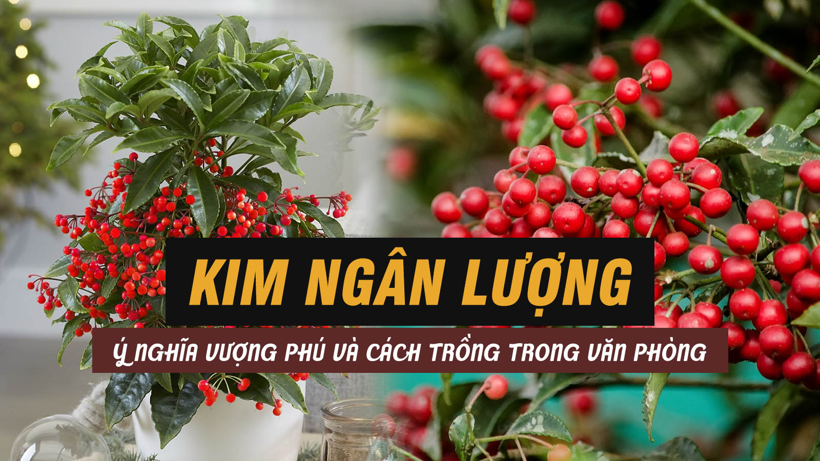 cay-kim-ngan-luong-4