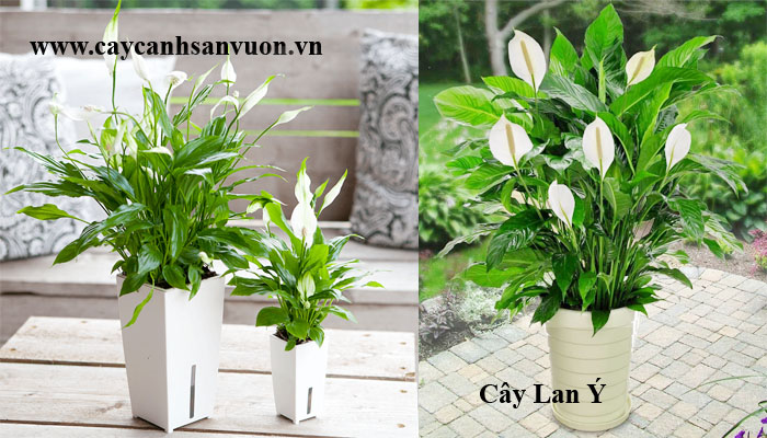 cay-lan-y-1