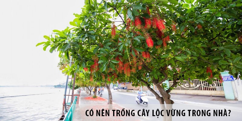 cay-loc-vung-2