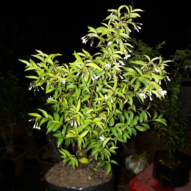 cay-mai-chieu-thuy-2