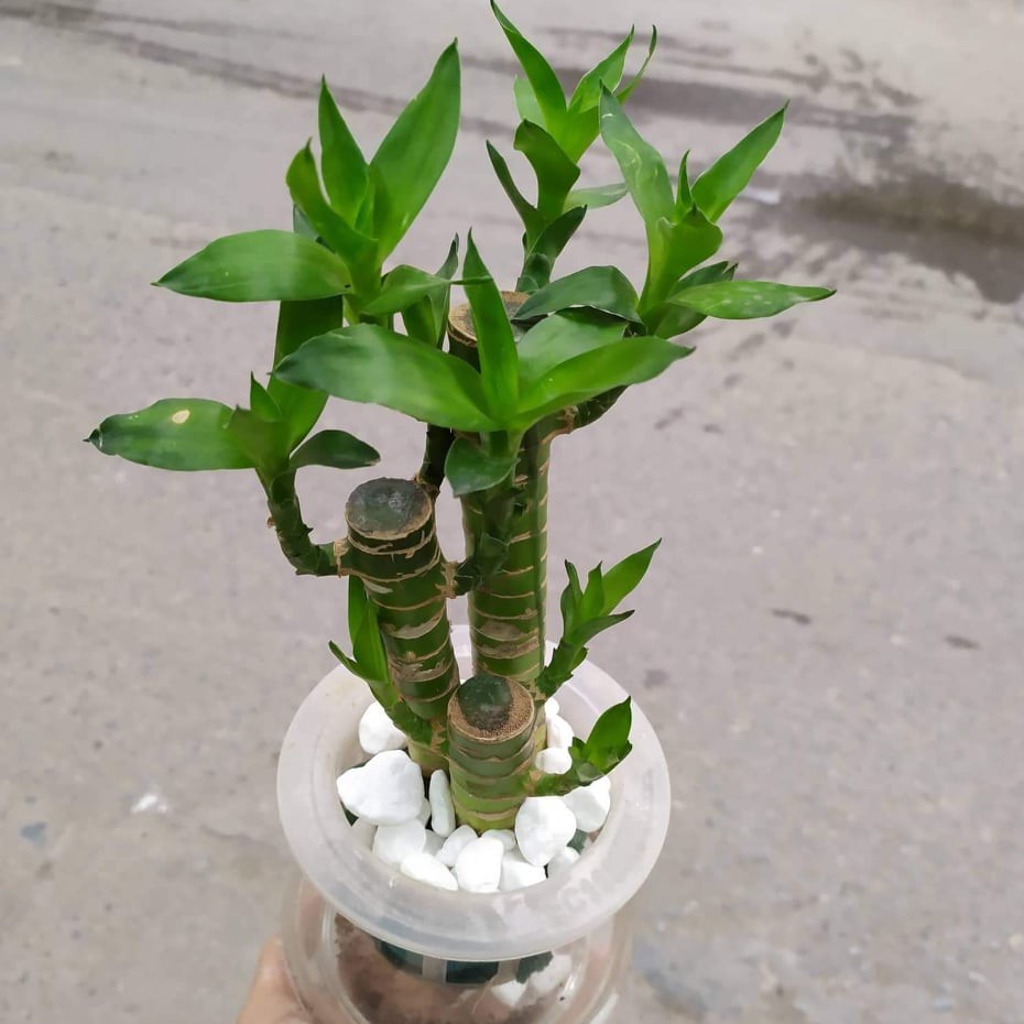 cay-phat-tai-2