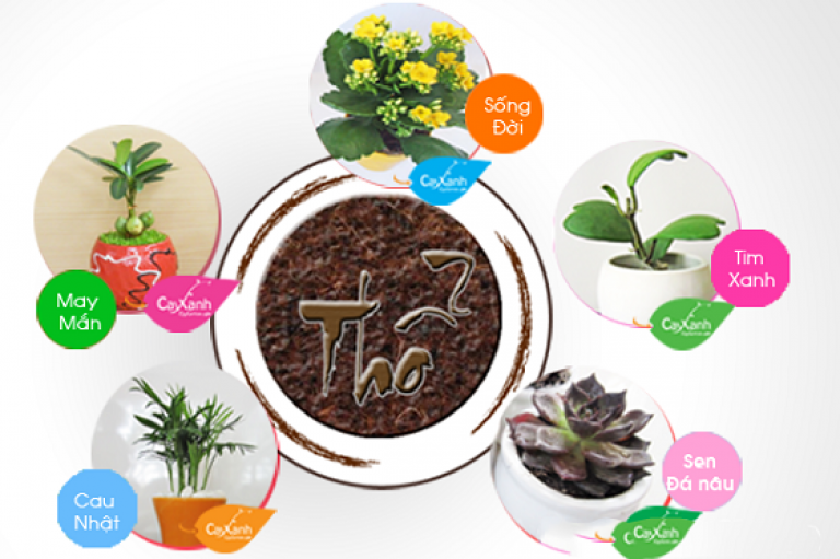 cay-phong-thuy-theo-menh-5