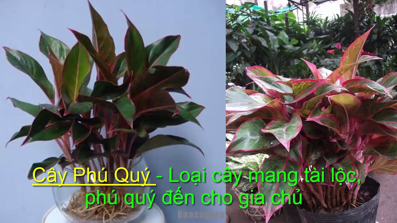 cay-phu-quy-5