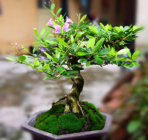 cay-sam-huong-1