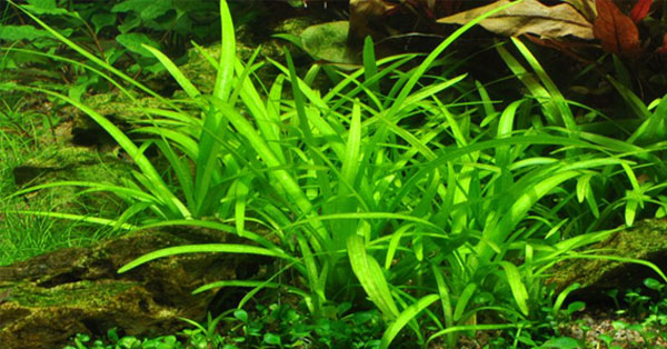 cay-canh-mini-de-trong-10