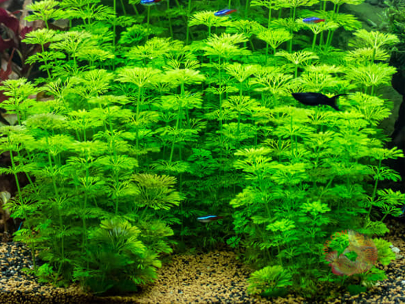 cay-canh-mini-de-trong-13