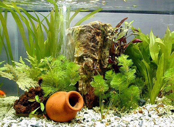 cay-canh-mini-de-trong-2