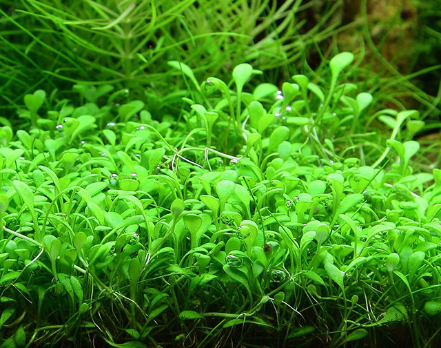 cay-canh-mini-de-trong-4