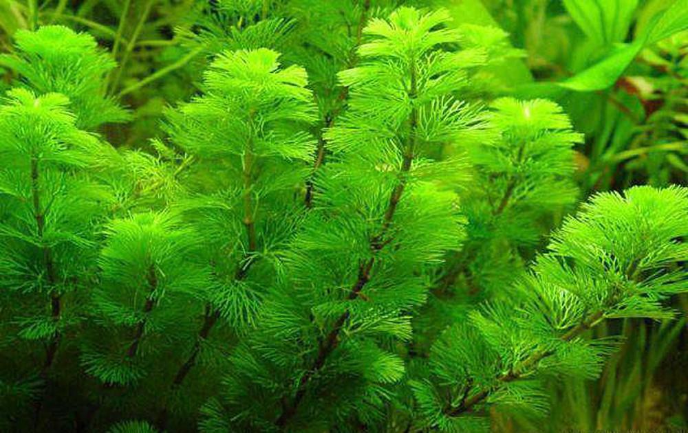 cay-canh-mini-de-trong-7