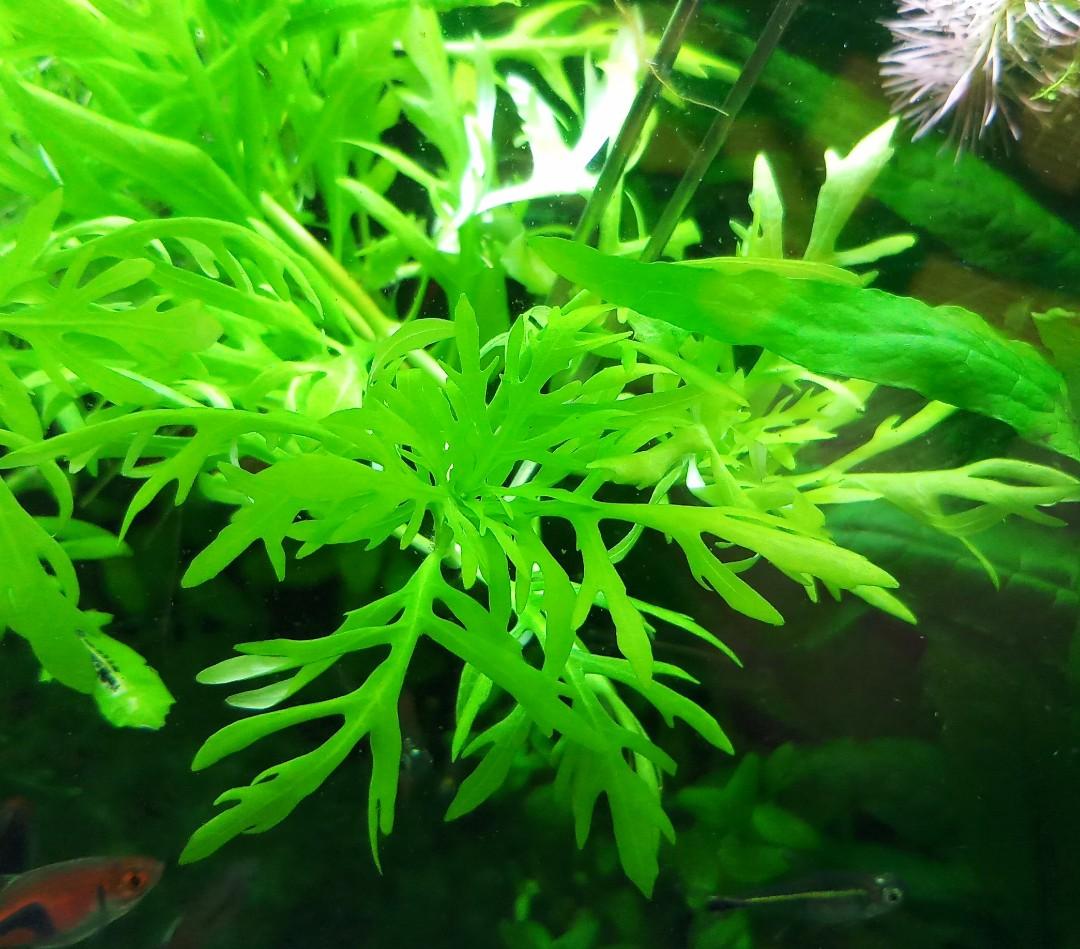 cay-canh-mini-de-trong-8