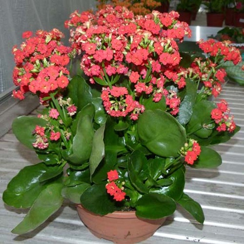 cay-trong-ban-cong-10
