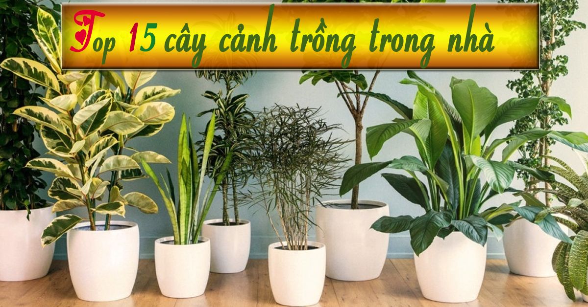cay-trong-trong-nha-1