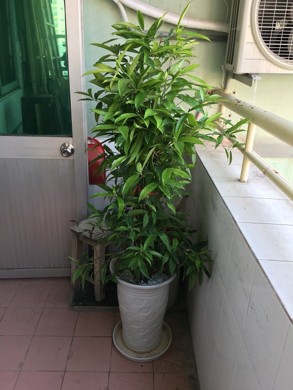 cay-truc-nhat-3
