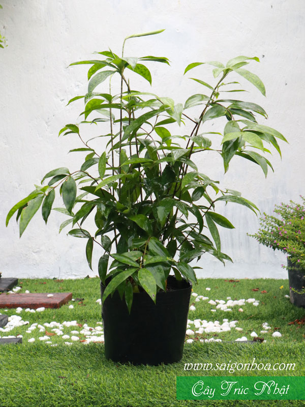 cay-truc-nhat-4