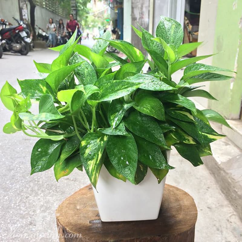 cay-van-nien-thanh-2