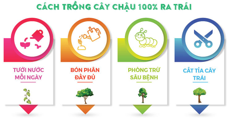 cham-soc-cay-an-trai-trong-trong-chau-1