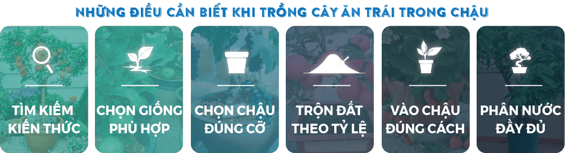 cham-soc-cay-an-trai-trong-trong-chau-2
