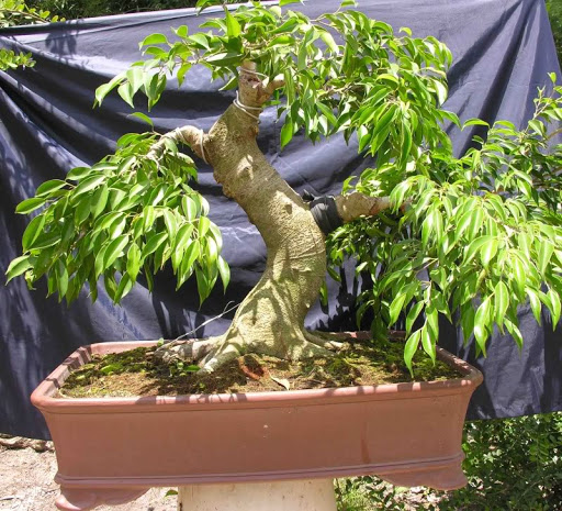 ky-thuat-cham-cay-bonsai-2
