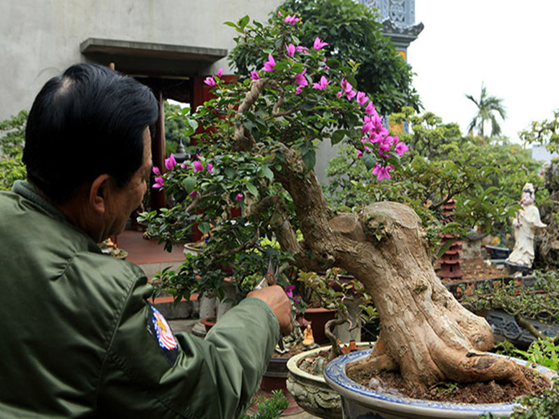 ky-thuat-cham-cay-bonsai-3