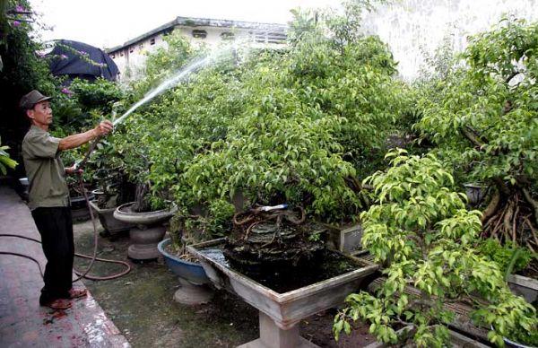 ky-thuat-cham-cay-bonsai-4