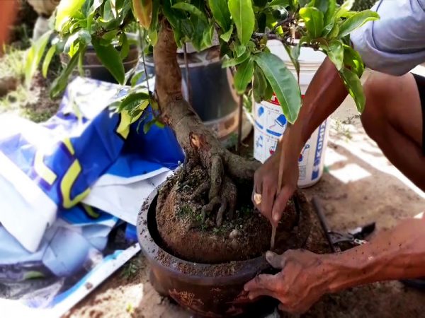 ky-thuat-cham-cay-bonsai-5