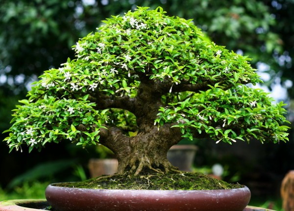 ky-thuat-cham-cay-bonsai-6