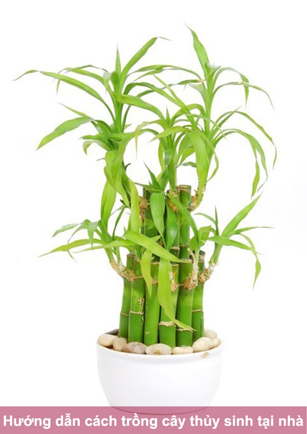 ky-thuat-cham-soc-cay-thuy-sinh-2