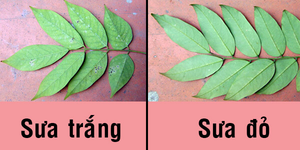 sua-do-va-sua-trang-4