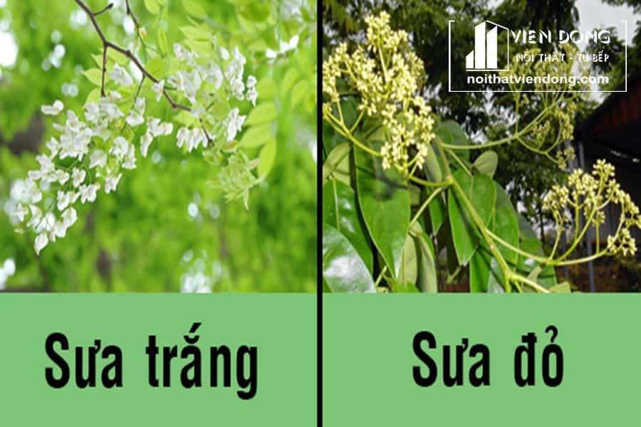 sua-do-va-sua-trang-5