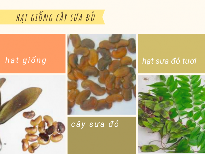 sua-do-va-sua-trang-6