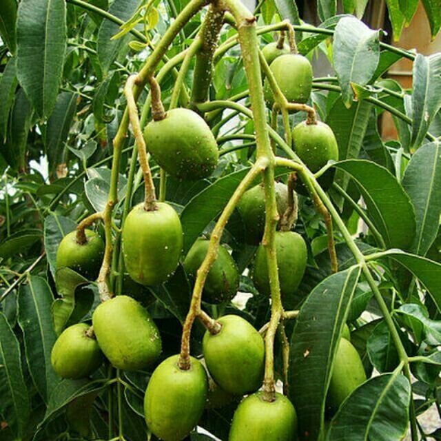 tong-hop-cac-loai-cay-an-trai-trong-trong-chau-ban-nen-biet-6