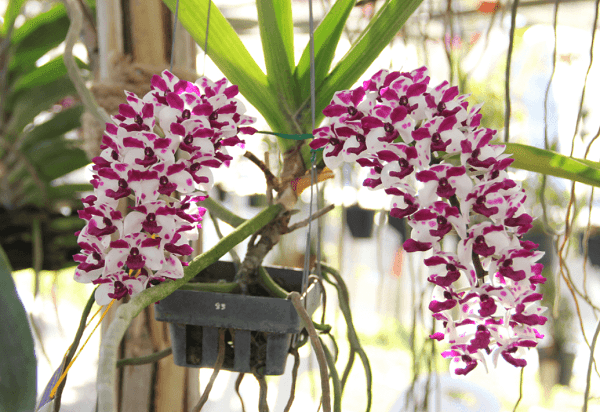 top-nhung-loai-phong-lan-de-trong-de-cham-soc-nhat-10