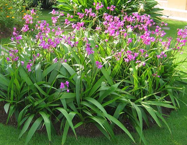 top-nhung-loai-phong-lan-de-trong-de-cham-soc-nhat-4