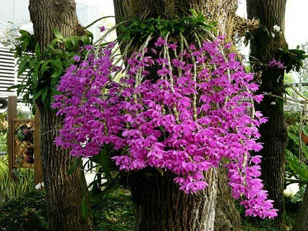 top-nhung-loai-phong-lan-de-trong-de-cham-soc-nhat-5