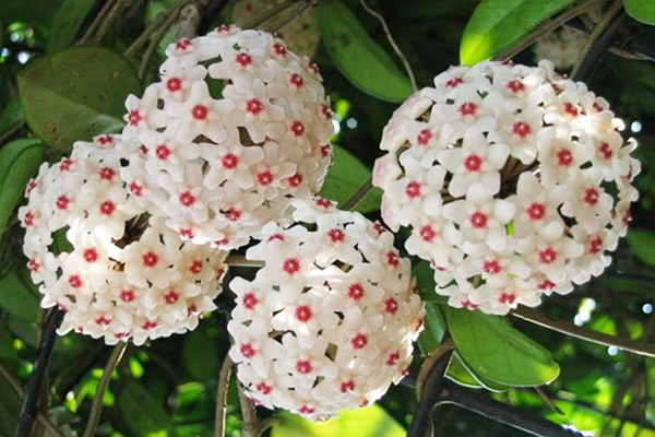 top-nhung-loai-phong-lan-de-trong-de-cham-soc-nhat-6